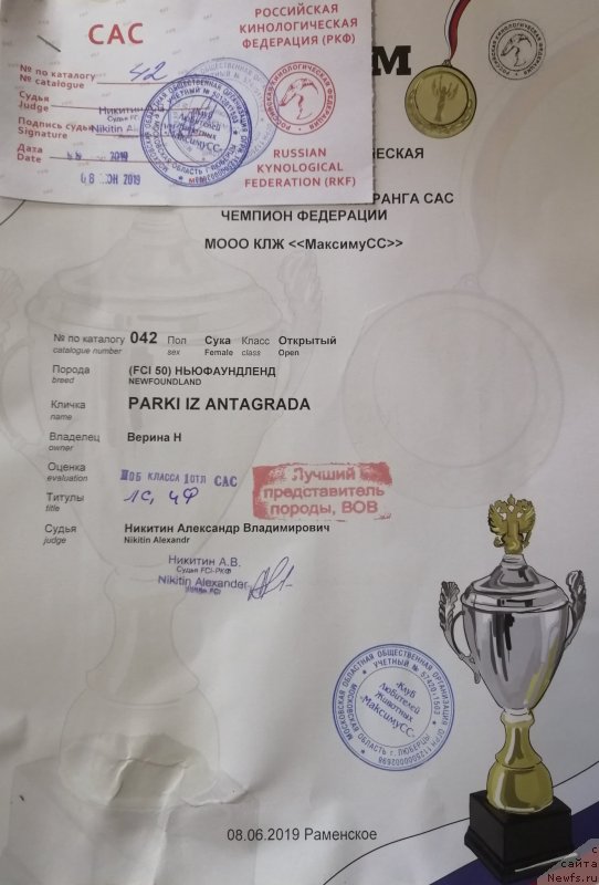 Фото: ньюфаундленд Парки из Антаграда (Parki is Antagrada)