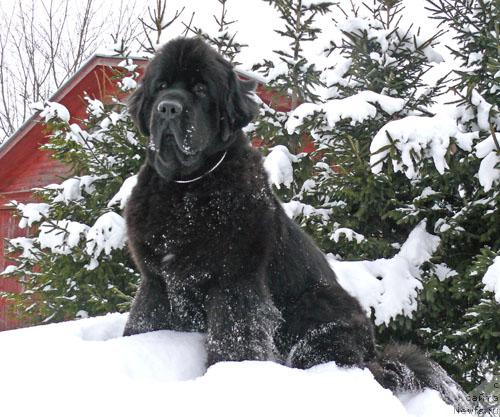 Фото: ньюфаундленд Бегущая по Волнам Вся Такая Растакая (Beguschaya po Volnam Vsya Takaya Rastakaya)