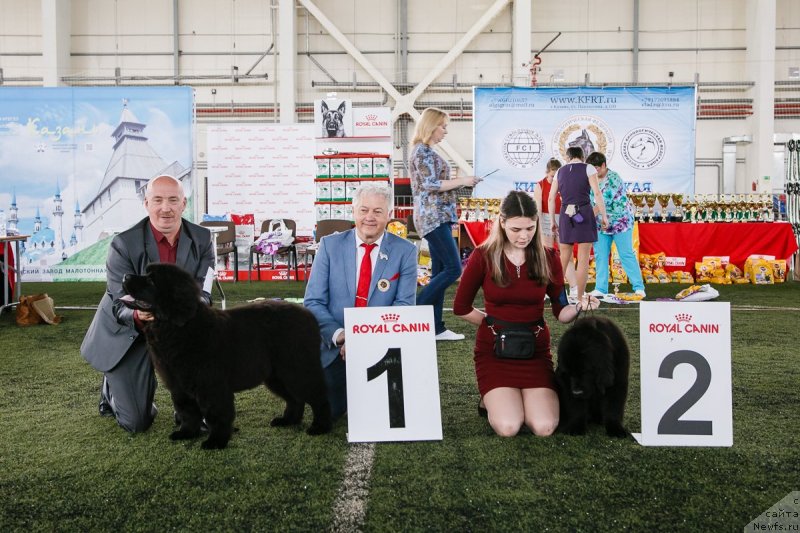 Фото: ньюфаундленд Вятский Медведь Принцесса Пролине