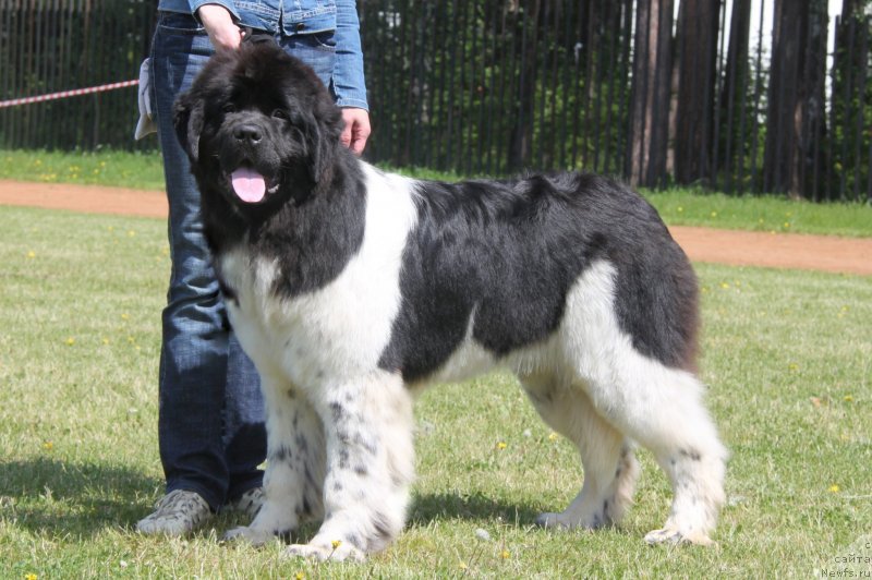 Фото: ньюфаундленд Аквиан Сонг Цафира (Akvian Song Cafira)