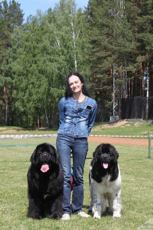 Фото: ньюфаундленд Аквиан Сонг Лаватера (Akvian Song Lavatera), ньюфаундленд Аквиан Сонг Цафира (Akvian Song Cafira), Елена Попова