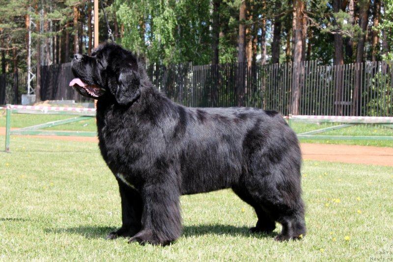 Фото: ньюфаундленд Аквиан Сонг Лаватера (Akvian Song Lavatera)