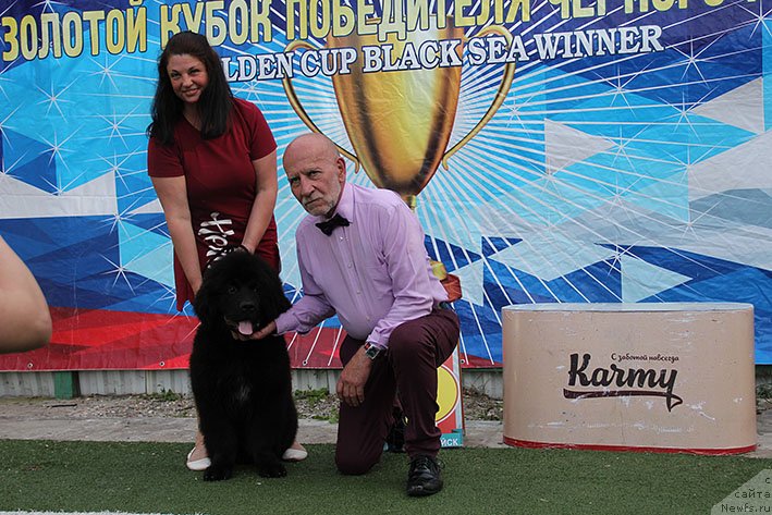 Фото: ньюфаундленд Терра Виктория Омниа Винсент Амор