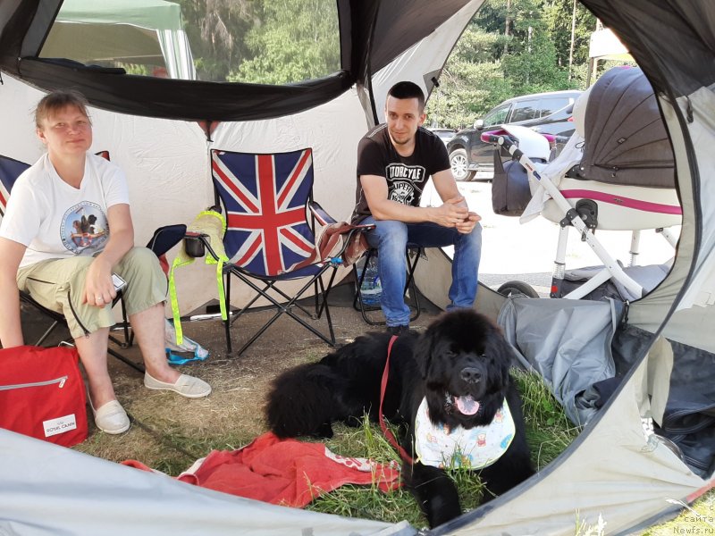 Фото: ньюфаундленд Риччи с Берега Дона (Richchi s Berega Dona), Анна Петрушкина