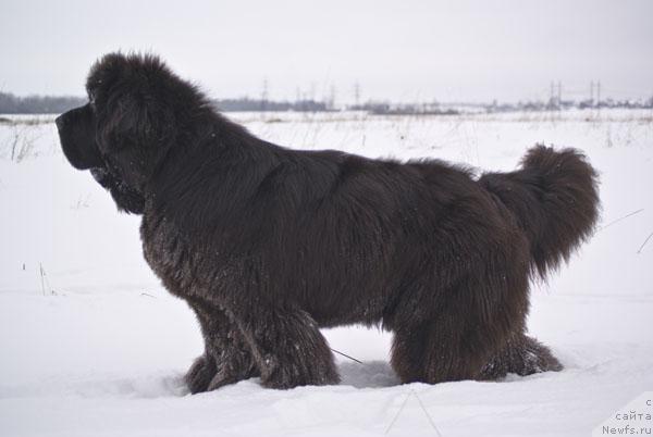 Фото: ньюфаундленд Cayuga Mescalero