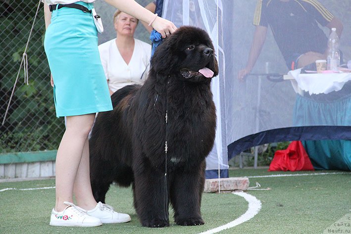 Фотография № 243170