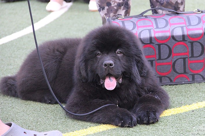 Фотография № 243181