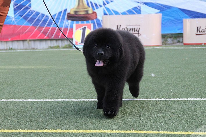 Фотография № 243182