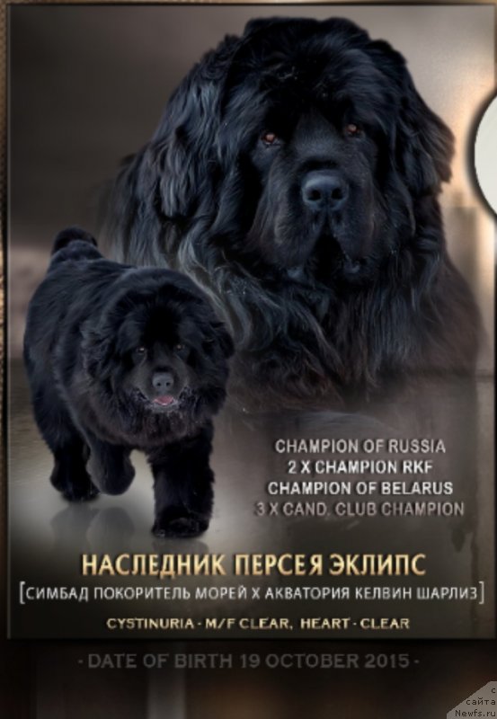 Фото: ньюфаундленд Наследник Персея Эклипс