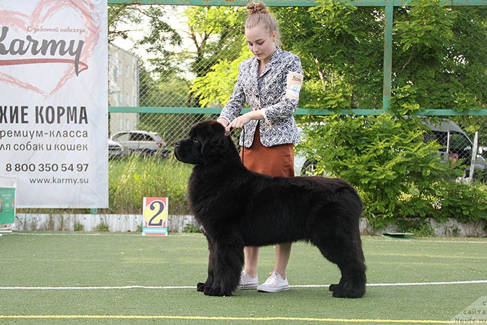 Фото: ньюфаундленд Облигация с Берега Дона (Obligatsiya s Berega Dona)