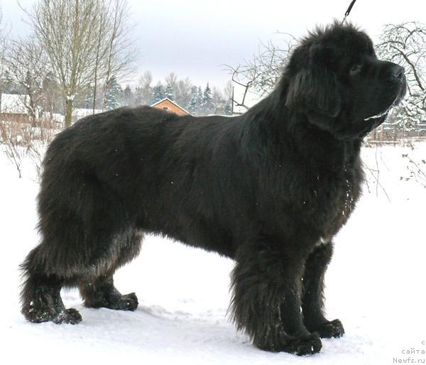 Фото: ньюфаундленд Cayuga Mescalero