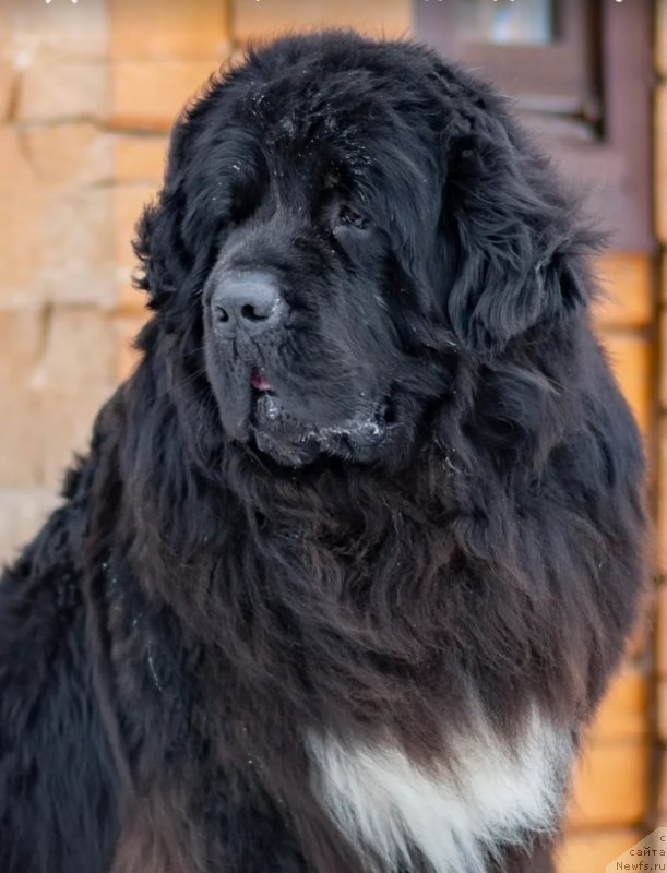 Фото: ньюфаундленд My Frend Newfy' BBs Special Edition