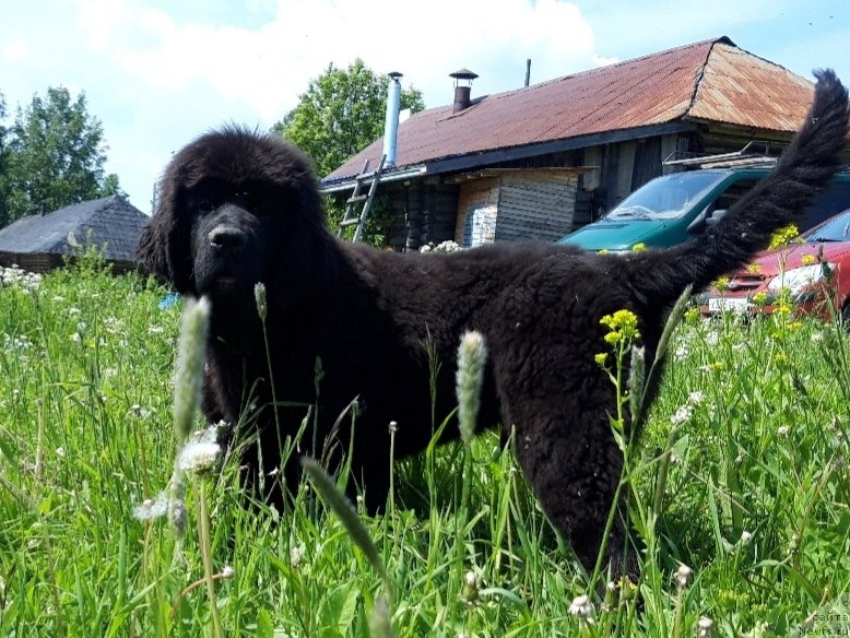 Фото: ньюфаундленд Вятский Медведь Шедевр