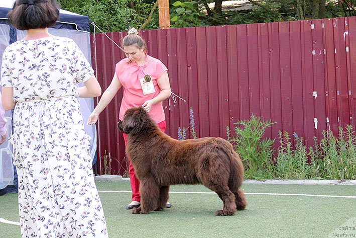 Фото: ньюфаундленд Чародейка Бона (Charodeyka Bona)