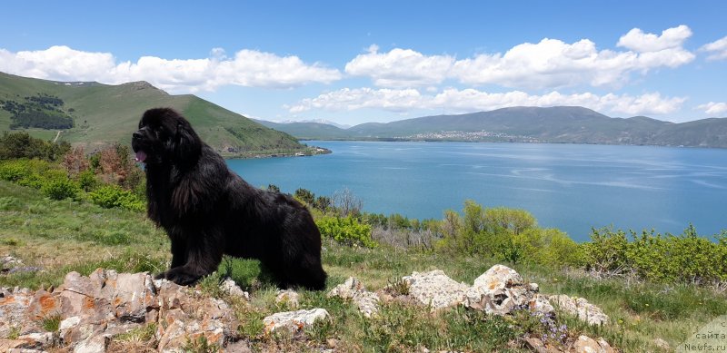 Фото: ньюфаундленд Акватория Келвин Навигатор (Aquatoriya Kelvin Navigator)