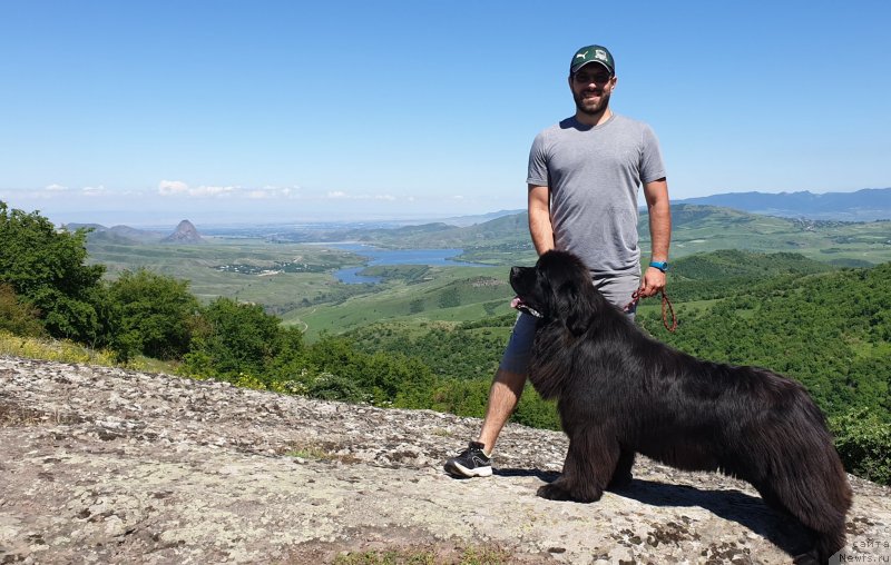 Фото: ньюфаундленд Акватория Келвин Навигатор (Aquatoriya Kelvin Navigator), Михаил Копытенко