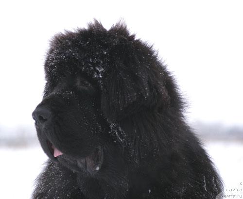 Фото: ньюфаундленд Cayuga Mescalero