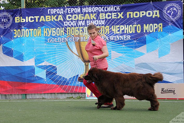 Фото: ньюфаундленд Чародейка Бона (Charodeyka Bona)