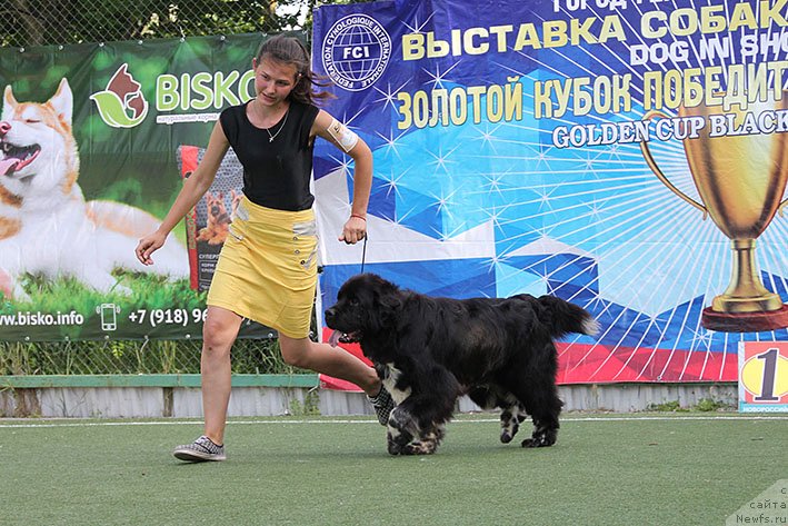 Фото: ньюфаундленд Байка с Берега Дона (Bayka s Berega Dona)