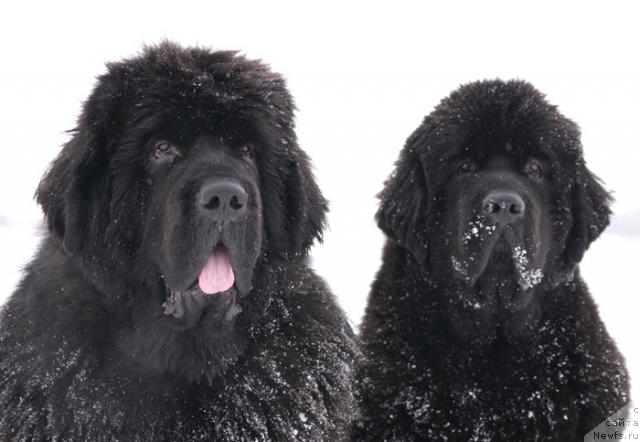 Фото: ньюфаундленд Cayuga Mescalero, ньюфаундленд Бегущая по Волнам Вся Такая Растакая (Beguschaya po Volnam Vsya Takaya Rastakaya)