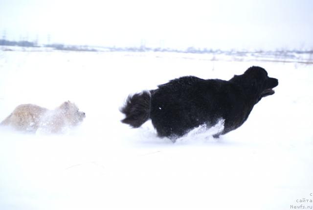 Фото: ньюфаундленд Бегущая по Волнам Вся Такая Растакая (Beguschaya po Volnam Vsya Takaya Rastakaya)