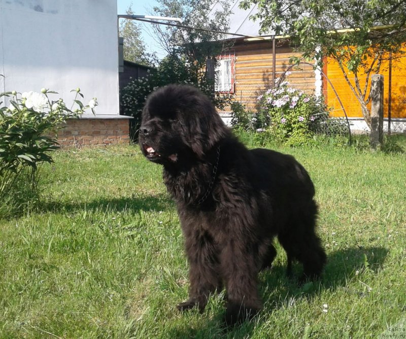 Фотография № 243220