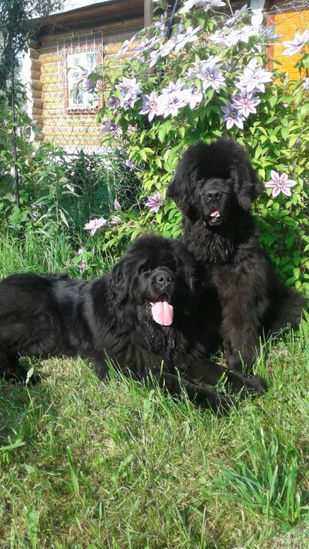 Фотография № 243221