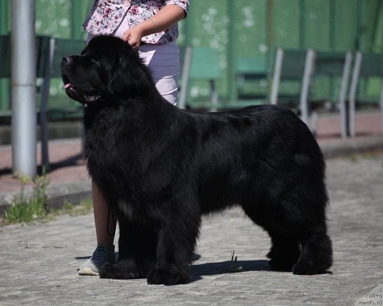 Фотография № 243222