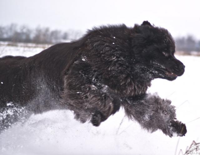 Фото: ньюфаундленд Бегущая по Волнам Вся Такая Растакая (Beguschaya po Volnam Vsya Takaya Rastakaya)