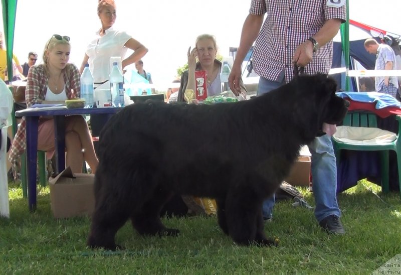 Фото: ньюфаундленд You Are Bright Charm iz Medvejyego Yara