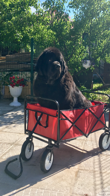 Фото: ньюфаундленд Love Inside Your Soul Moon Bear