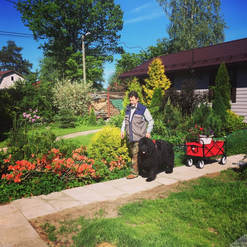 Фото: ньюфаундленд Love Inside Your Soul Moon Bear