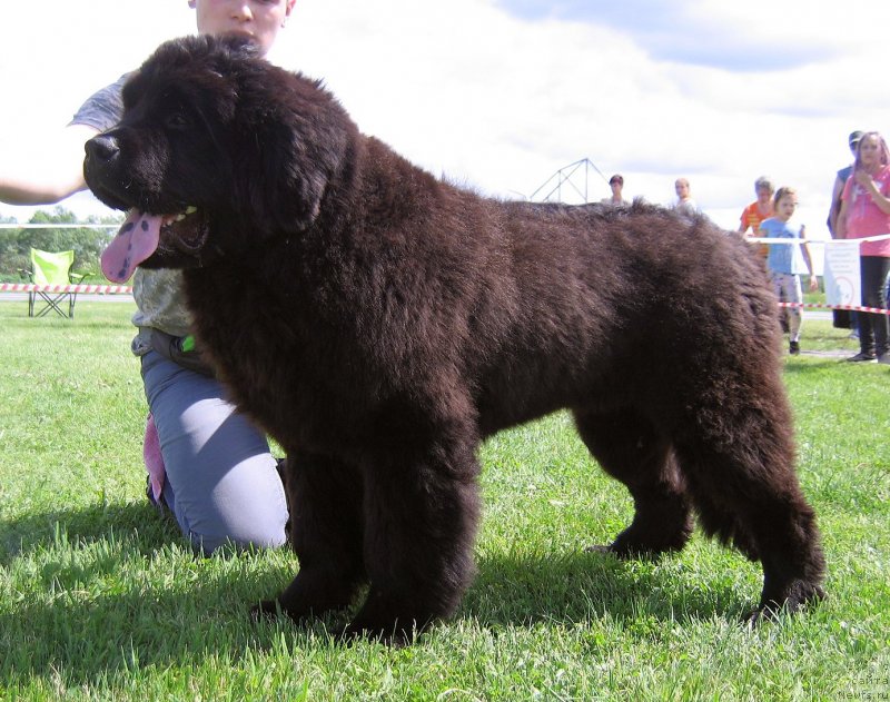 Фото: ньюфаундленд Океан Мечты Атлант