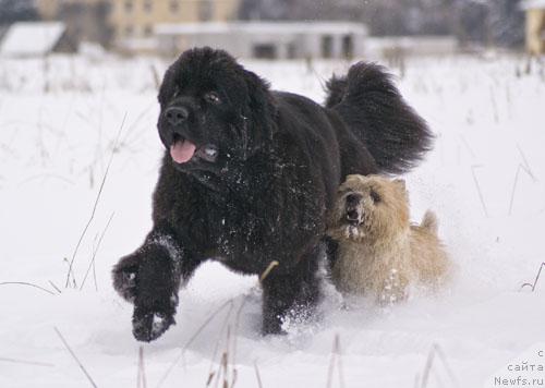 Фото: ньюфаундленд Бегущая по Волнам Вся Такая Растакая (Beguschaya po Volnam Vsya Takaya Rastakaya)