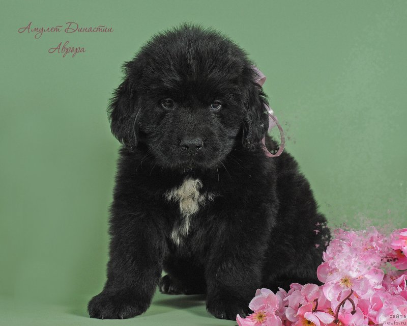 Фото: ньюфаундленд Амулет Династии Аврора