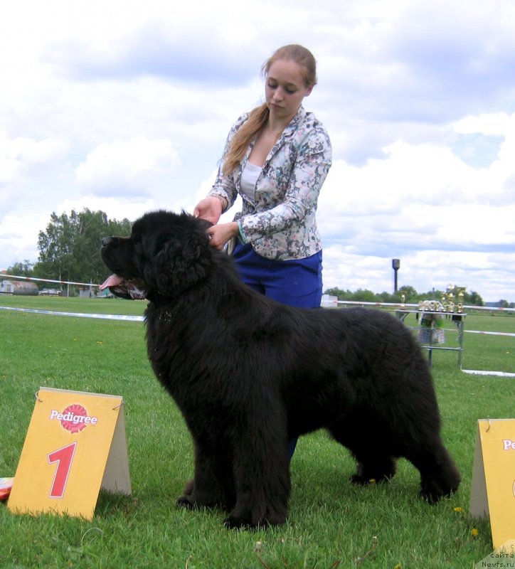 Фото: ньюфаундленд Акватория Келвин Авантюрист (Aquatoriya Kelvin Avanturist)