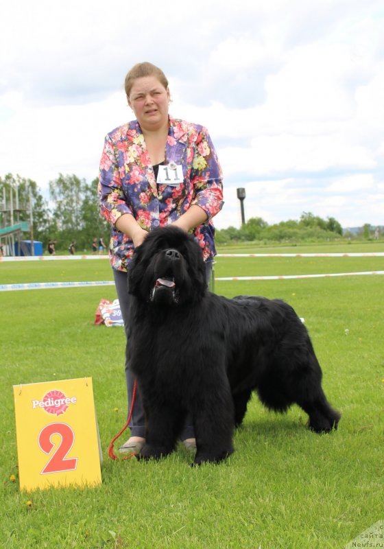 Фото: ньюфаундленд Жан-Жак с Берега Дона (Zhan-Zhak s Berega Dona)