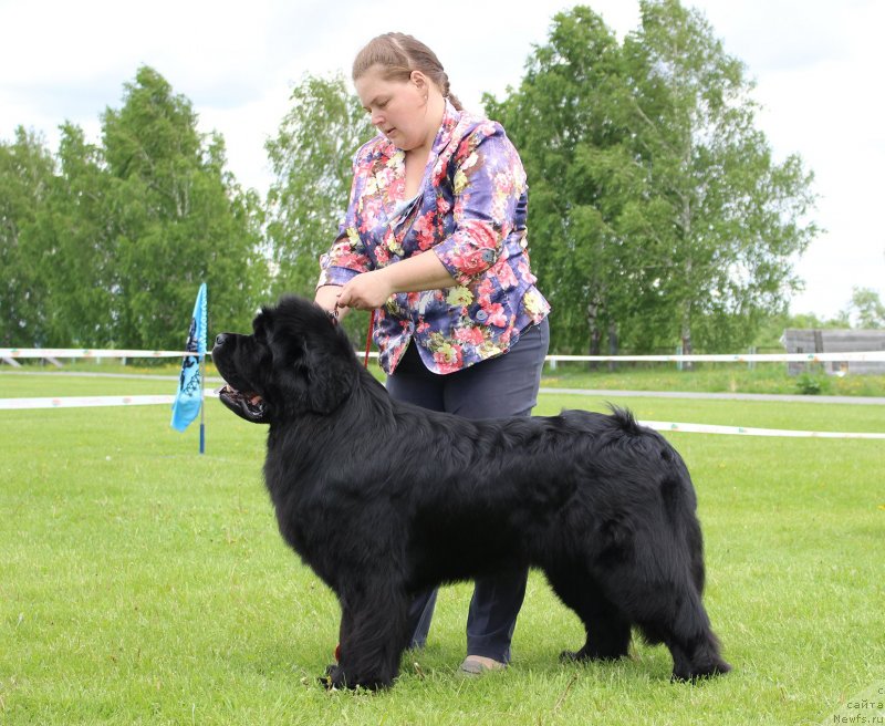 Фото: ньюфаундленд Жан-Жак с Берега Дона (Zhan-Zhak s Berega Dona)