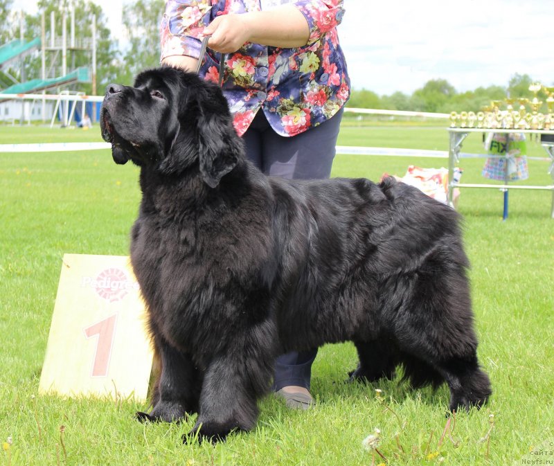 Фотография № 243255