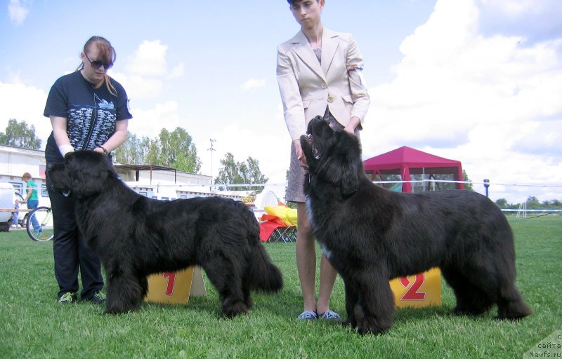 Фото: ньюфаундленд Фелиция из Племени Кедра, ньюфаундленд Акватория Келвин Ориджинал Эдишен