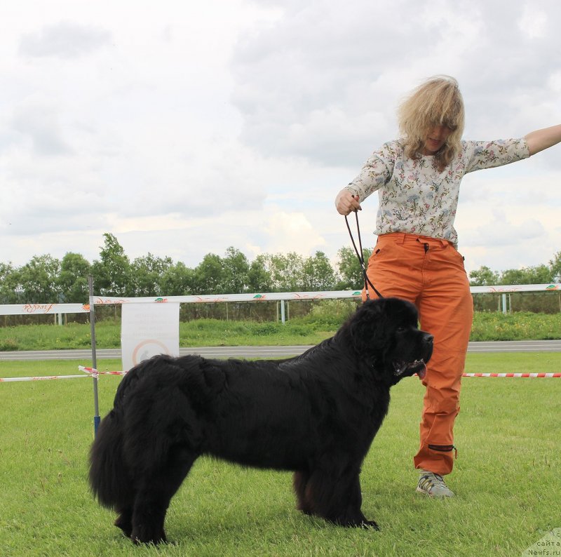 Фото: ньюфаундленд Чакра из Племени Кедра (Chakra iz Plemeni Kedra)