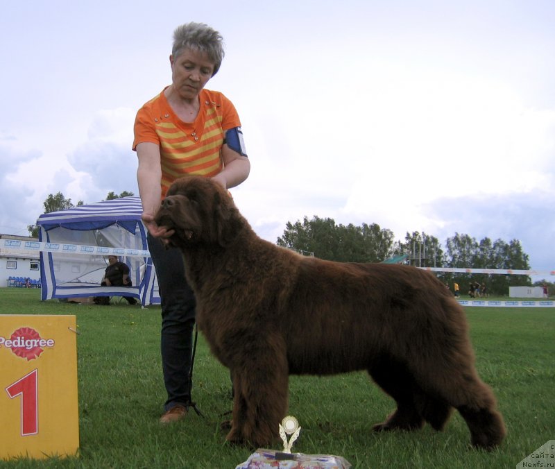 Фото: ньюфаундленд С'Нежная Вьюга Голден Пуриссима (S'Nezhnaya Vjuga Golden Purissima)