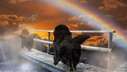 Фотография № 243280