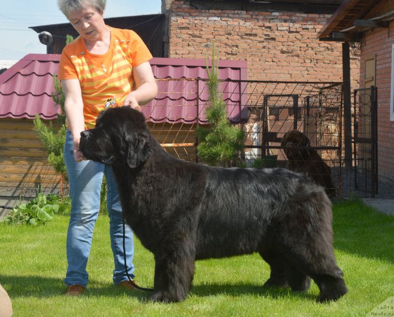 Фото: ньюфаундленд С'Нежная Вьюга Венто Ди Фиори (S'Nezhnaya Vjuga Vento Di Fiori)