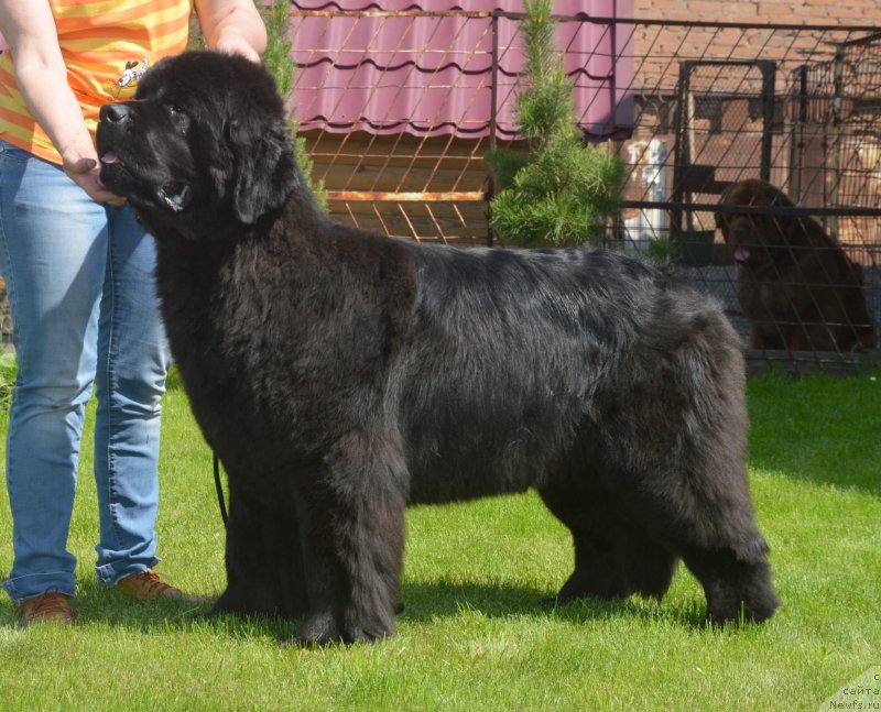 Фото: ньюфаундленд С'Нежная Вьюга Венто Ди Фиори (S'Nezhnaya Vjuga Vento Di Fiori)