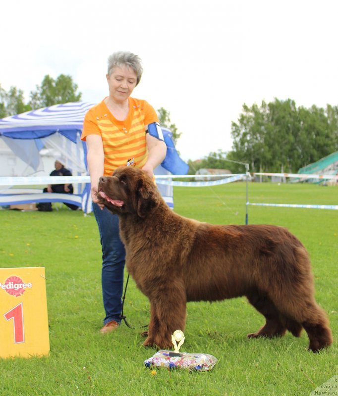 Фото: ньюфаундленд С'Нежная Вьюга Голден Пуриссима (S'Nezhnaya Vjuga Golden Purissima)