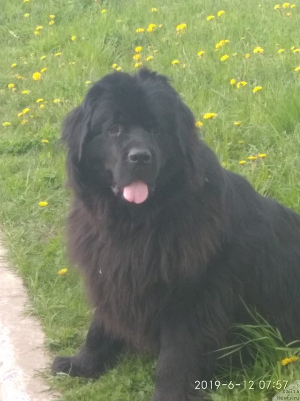 Фото: ньюфаундленд Талисман Моря Калипсо