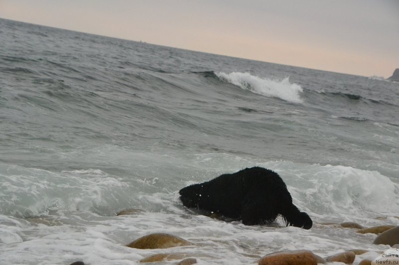 Фото: ньюфаундленд Талисман Моря Изумрудная Волна