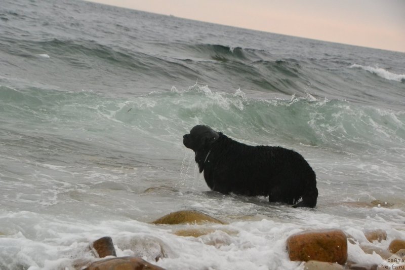 Фото: ньюфаундленд Талисман Моря Изумрудная Волна