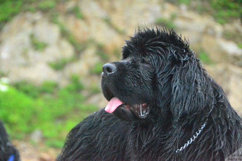 Фото: ньюфаундленд Талисман Моря Изумрудная Волна